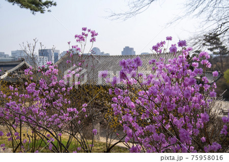 韓国 宮殿 花 75958016