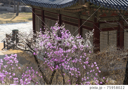 韓国 宮殿 花の写真素材