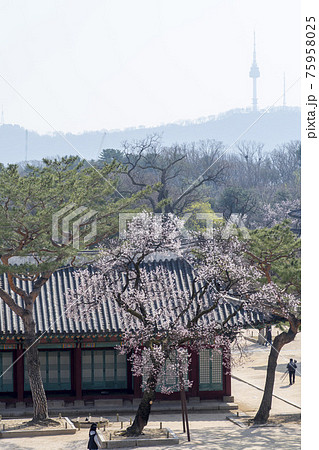 宮殿 木 花 75958025