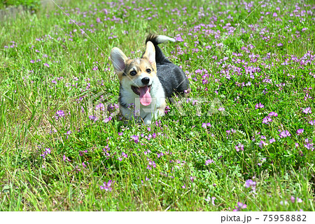 れんげ畑で遊ぶ 75958882