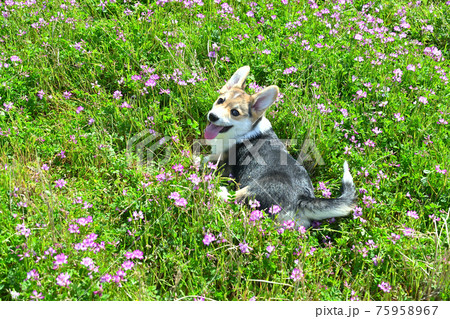 れんげ畑で遊ぶ 75958967