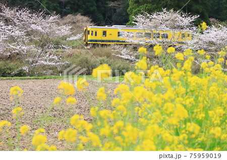 いすみ鉄道「菜の花と桜と黄色い列車」 いすみ鉄道「菜の花と桜と黄色い列車」 75959019