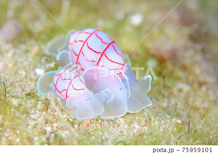 ベニシボリ 75959101