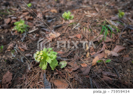 ふきのとう【春の訪れ】 75959434