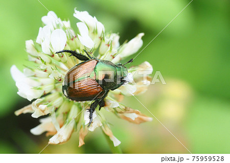 シロツメクサの花に止まるマメコガネ シロツメクサの花に止まるマメコガネ 75959528