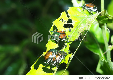 マメコガネ マメコガネ 75959562