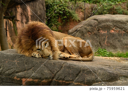 動物園26 75959621