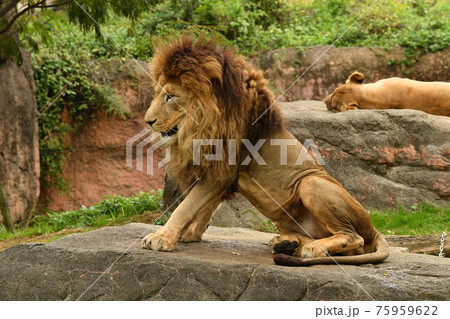 動物園27 75959622