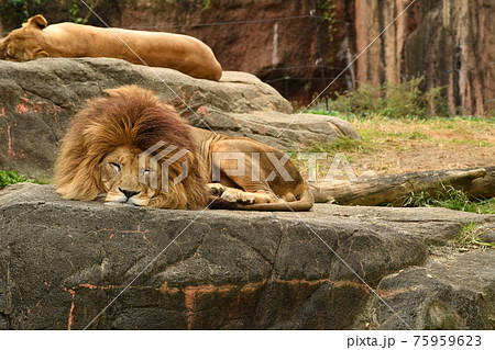 動物園28 75959623