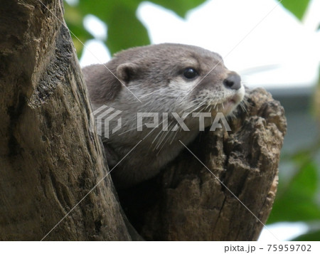 コツメカワウソ コツメカワウソ 75959702
