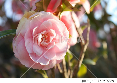 桃色の椿 桃色の椿 75959779