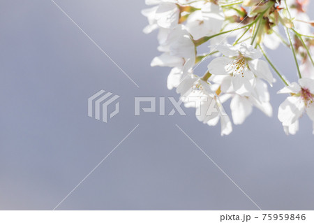桜 75959846