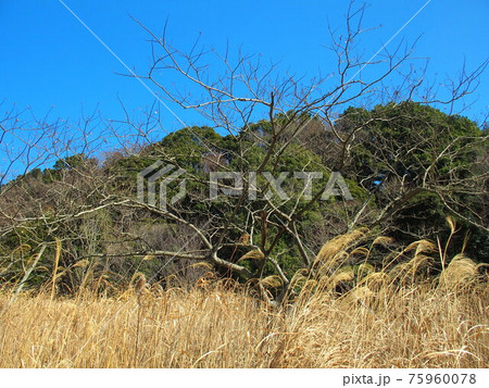 枯荻と合歓木の枯れ木のある早春の里山風景 枯荻と合歓木の枯れ木のある早春の里山風景 75960078
