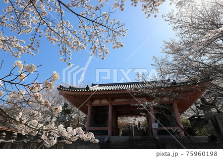 奈良県 壷阪寺の桜大仏 奈良県 壷阪寺の桜大仏 75960198