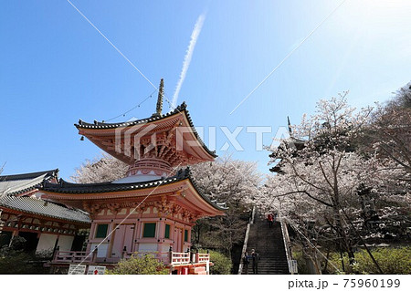 奈良県　壷阪寺の桜大仏 75960199