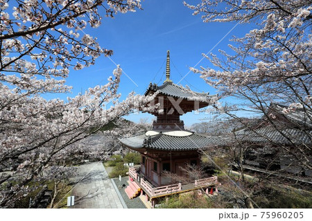 奈良県 壷阪寺の桜大仏 奈良県 壷阪寺の桜大仏 75960205