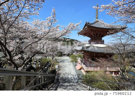 奈良県 壷阪寺の桜大仏 奈良県 壷阪寺の桜大仏 75960212