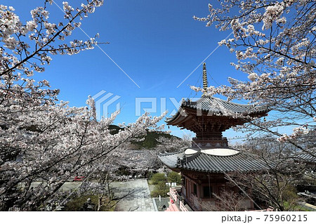 奈良県　壷阪寺の桜大仏 75960215