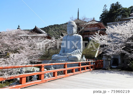 奈良県 壷阪寺の桜大仏 奈良県 壷阪寺の桜大仏 75960219