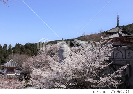 奈良県　壷阪寺の桜大仏 75960231