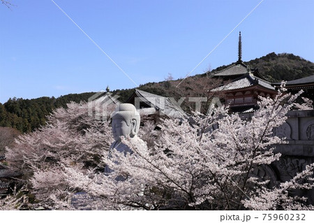 奈良県　壷阪寺の桜大仏 75960232