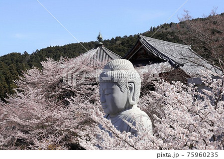 奈良県 壷阪寺の桜大仏 奈良県 壷阪寺の桜大仏 75960235