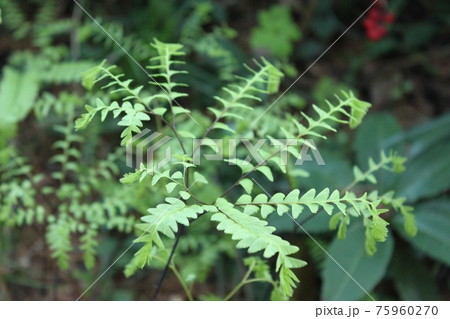 シダ植物の芽吹きの写真素材