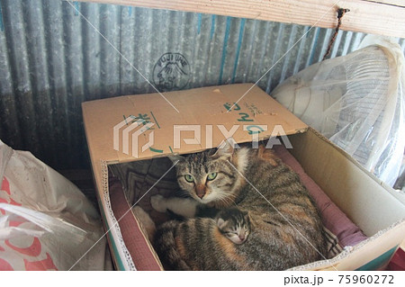 猫の親子 猫の親子 75960272