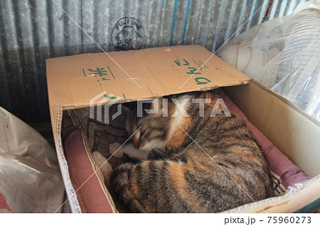 猫と段ボールの小屋 75960273