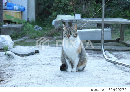 猫 75960275