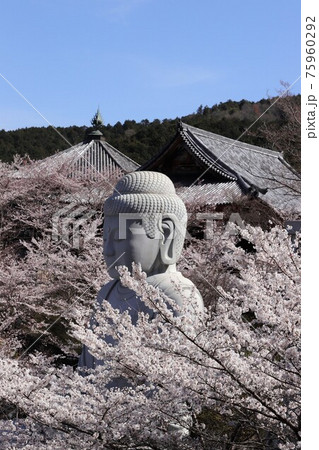 奈良県　壷阪寺の桜大仏 75960292