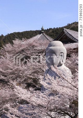 奈良県　壷阪寺の桜大仏 75960293