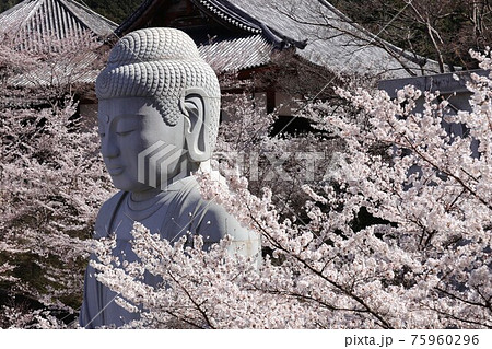 奈良県　壷阪寺の桜大仏 75960296