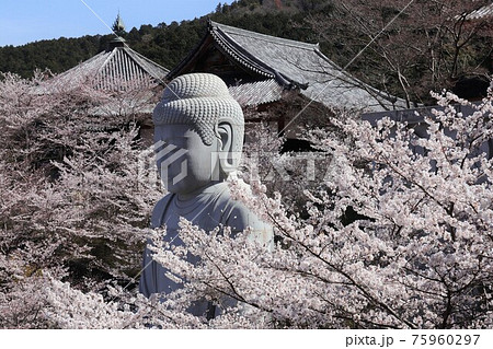 奈良県 壷阪寺の桜大仏 奈良県 壷阪寺の桜大仏 75960297