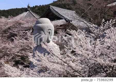 奈良県　壷阪寺の桜大仏 75960299