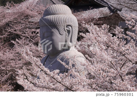 奈良県 壷阪寺の桜大仏 奈良県 壷阪寺の桜大仏 75960301