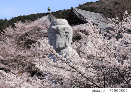 奈良県 壷阪寺の桜大仏 奈良県 壷阪寺の桜大仏 75960302