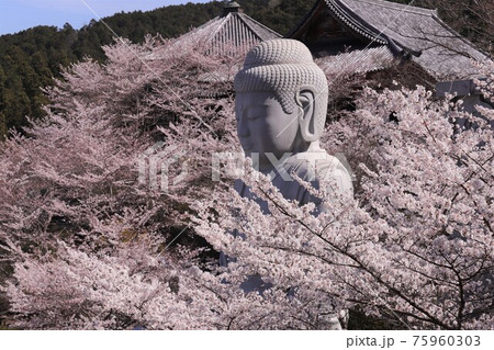 奈良県 壷阪寺の桜大仏 奈良県 壷阪寺の桜大仏 75960303