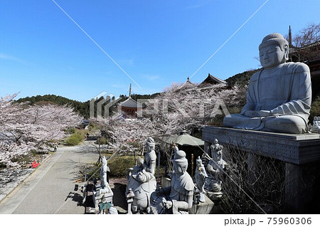 奈良県　壷阪寺の桜大仏 75960306