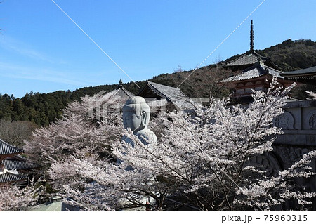 奈良県　壷阪寺の桜大仏 75960315