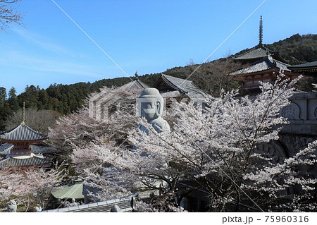 奈良県　壷阪寺の桜大仏 75960316