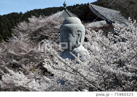 奈良県　壷阪寺の桜大仏 75960325
