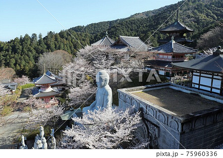 奈良県 壷阪寺の桜大仏 奈良県 壷阪寺の桜大仏 75960336