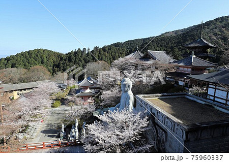 奈良県 壷阪寺の桜大仏 奈良県 壷阪寺の桜大仏 75960337