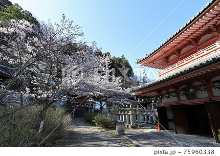 奈良県 壷阪寺の桜大仏 奈良県 壷阪寺の桜大仏 75960338
