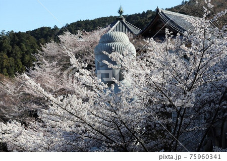 奈良県 壷阪寺の桜大仏 奈良県 壷阪寺の桜大仏 75960341