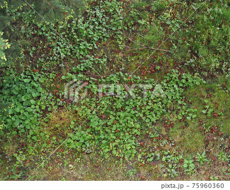 green meadow background 75960360