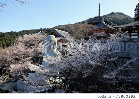 奈良県 壷阪寺の桜大仏 奈良県 壷阪寺の桜大仏 75960392