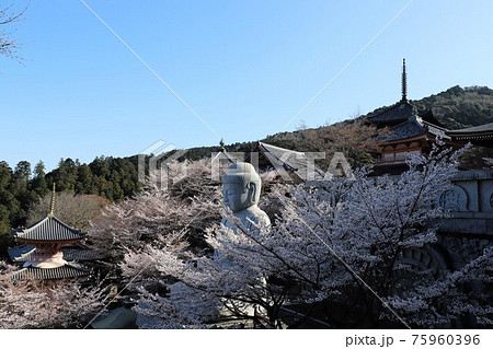 奈良県 壷阪寺の桜大仏 奈良県 壷阪寺の桜大仏 75960396