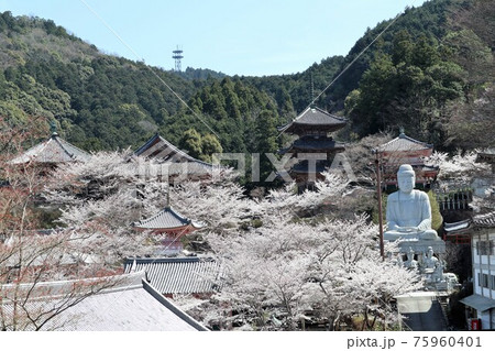 奈良県　壷阪寺の桜大仏 75960401